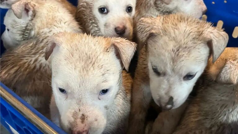 puppies left in flooding basket in park