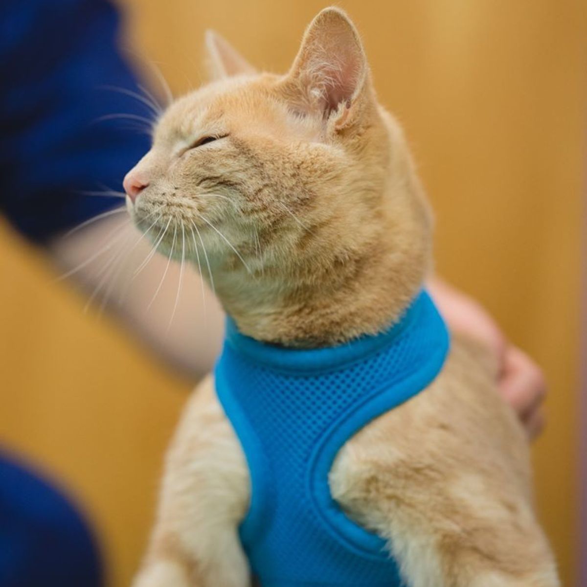 a beautiful orange cat with a blue leash