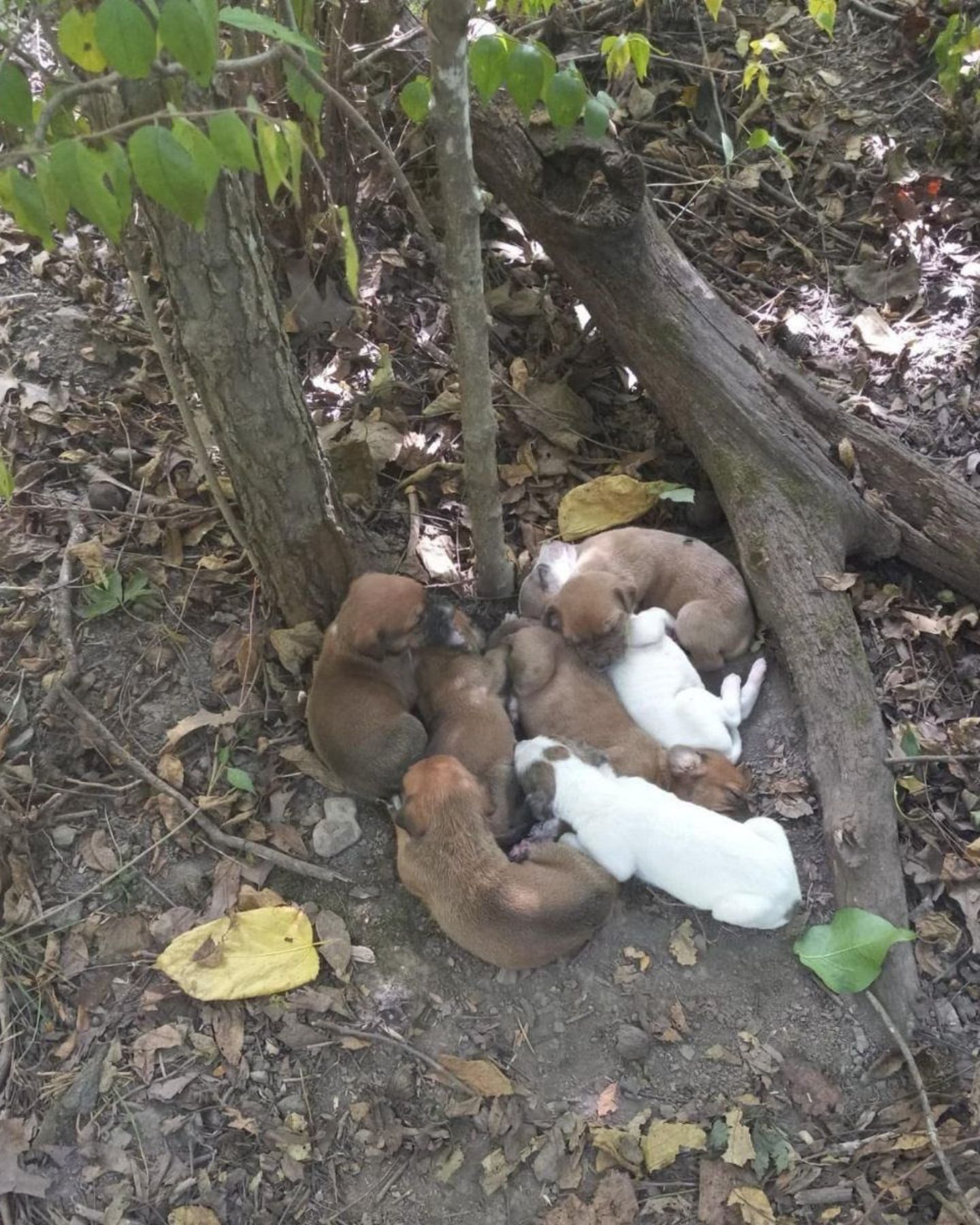 a lot of puppies