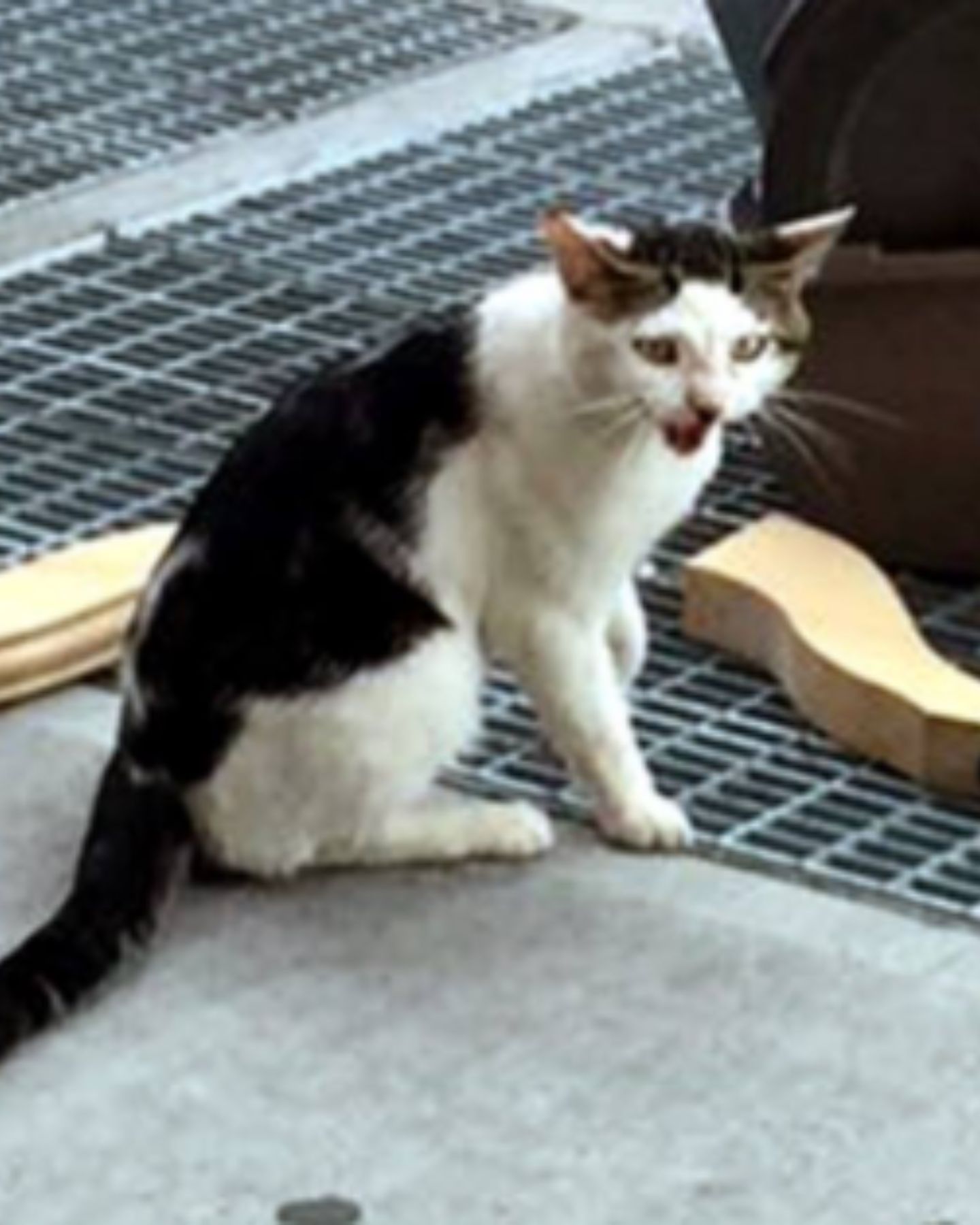 a white cat with a strange facial expression