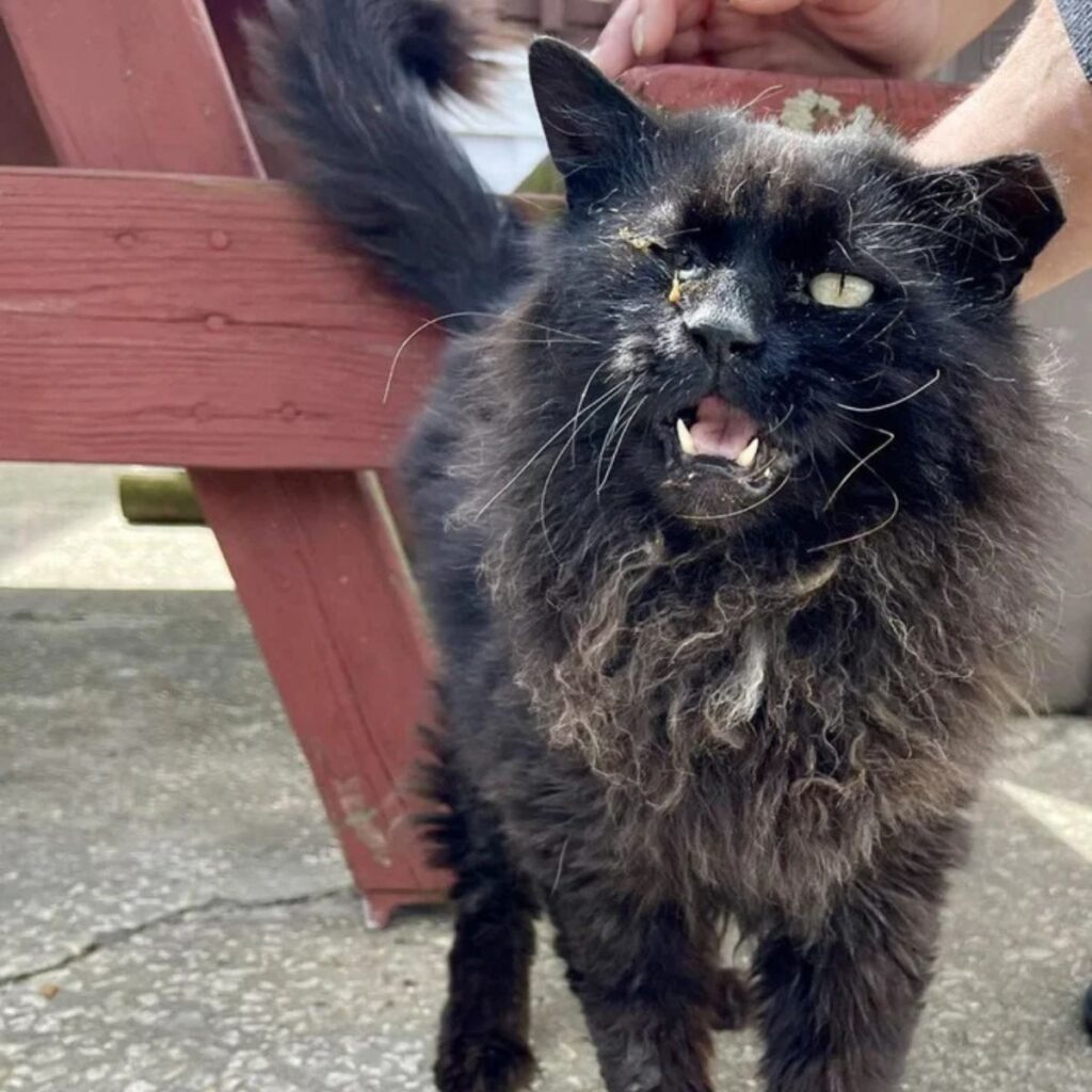 abandoned black cat found