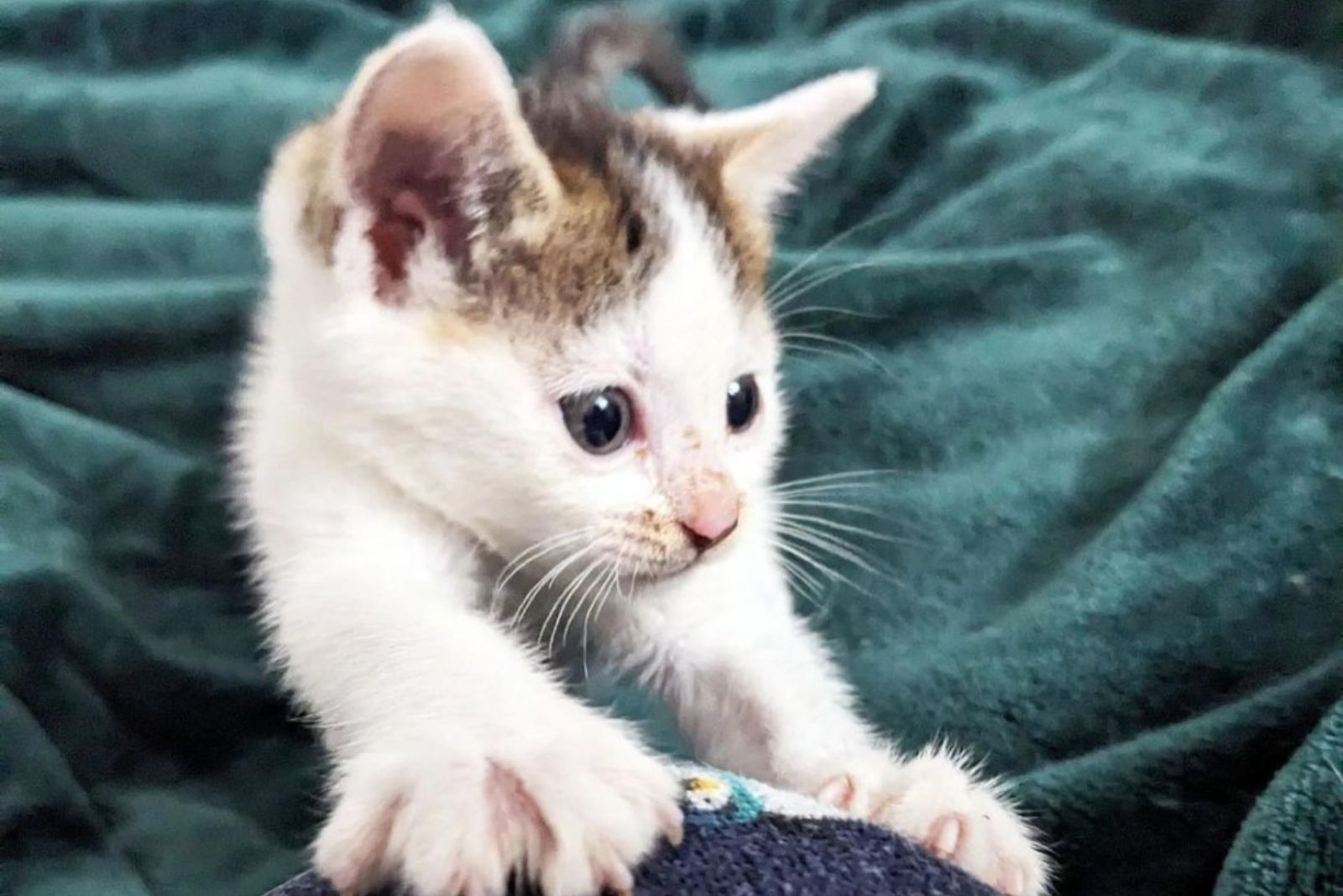abandoned cat