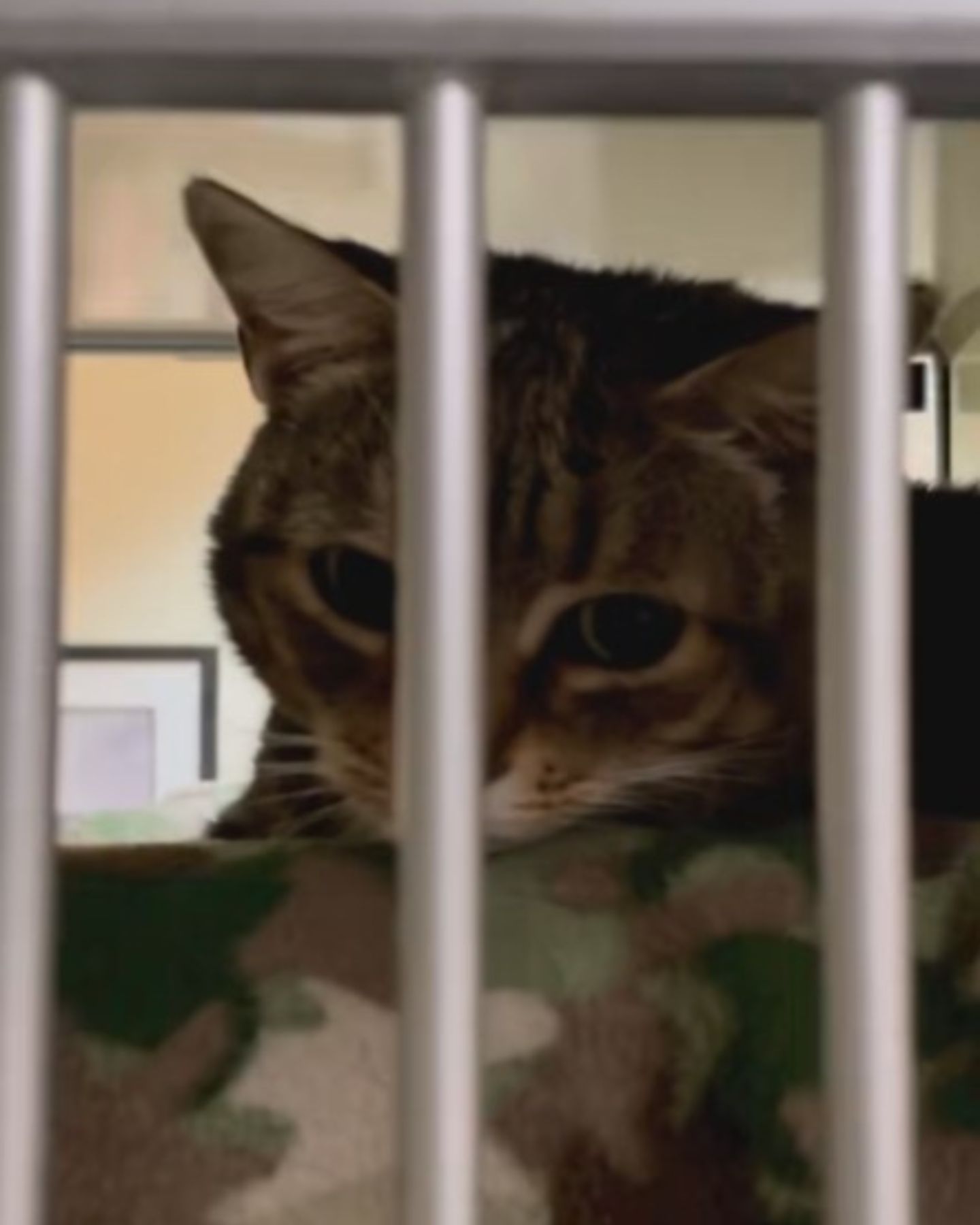abandoned cat