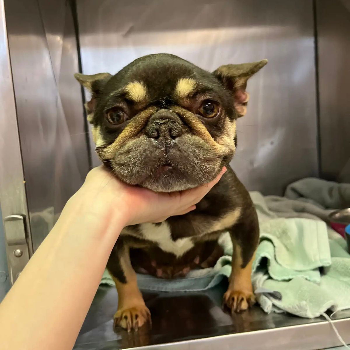 abandoned dog