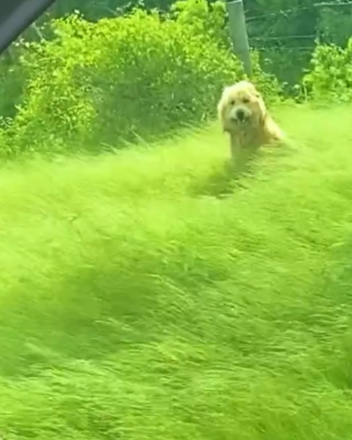 abandoned dog in tall grass