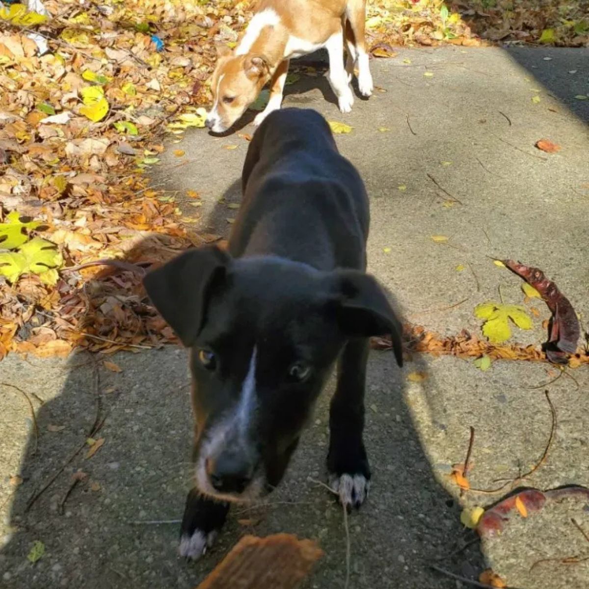 abandoned dogs