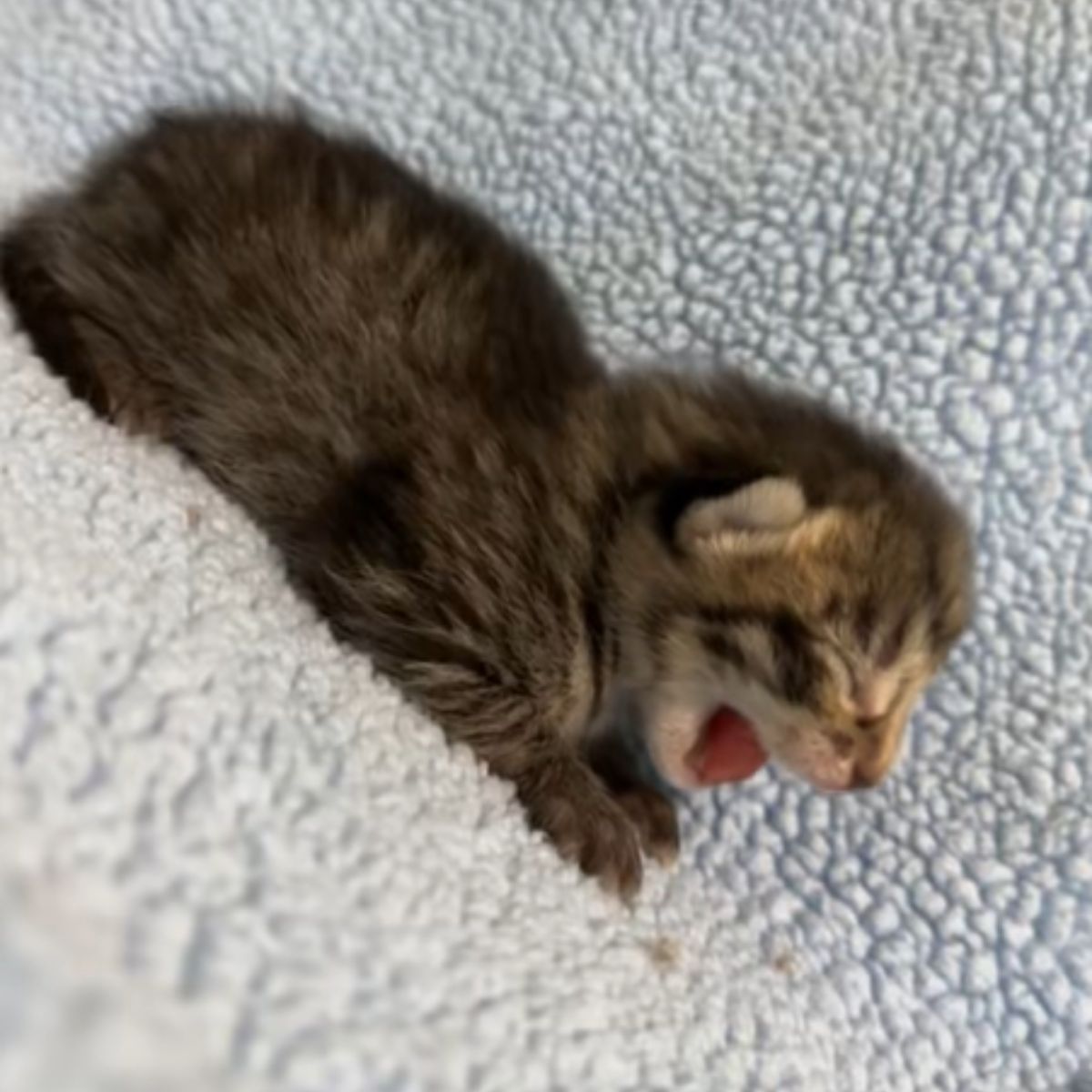 abandoned kitten