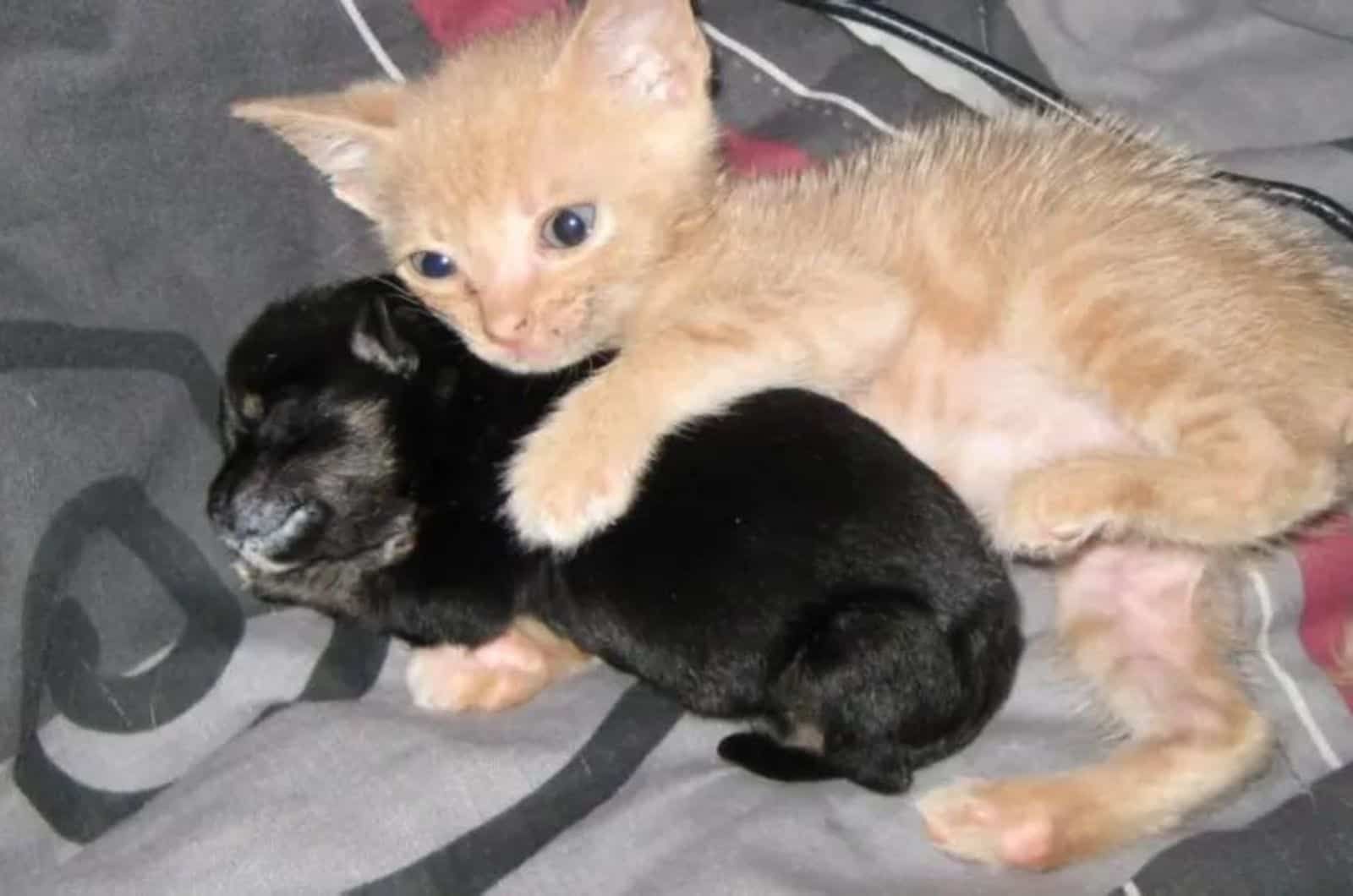 abandoned kitten and orphaned dog