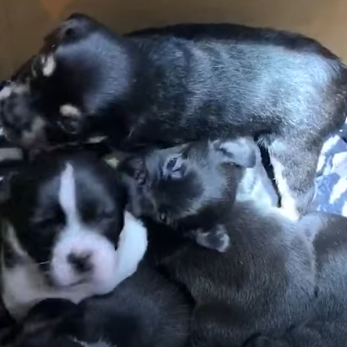 abandoned puppies in a box