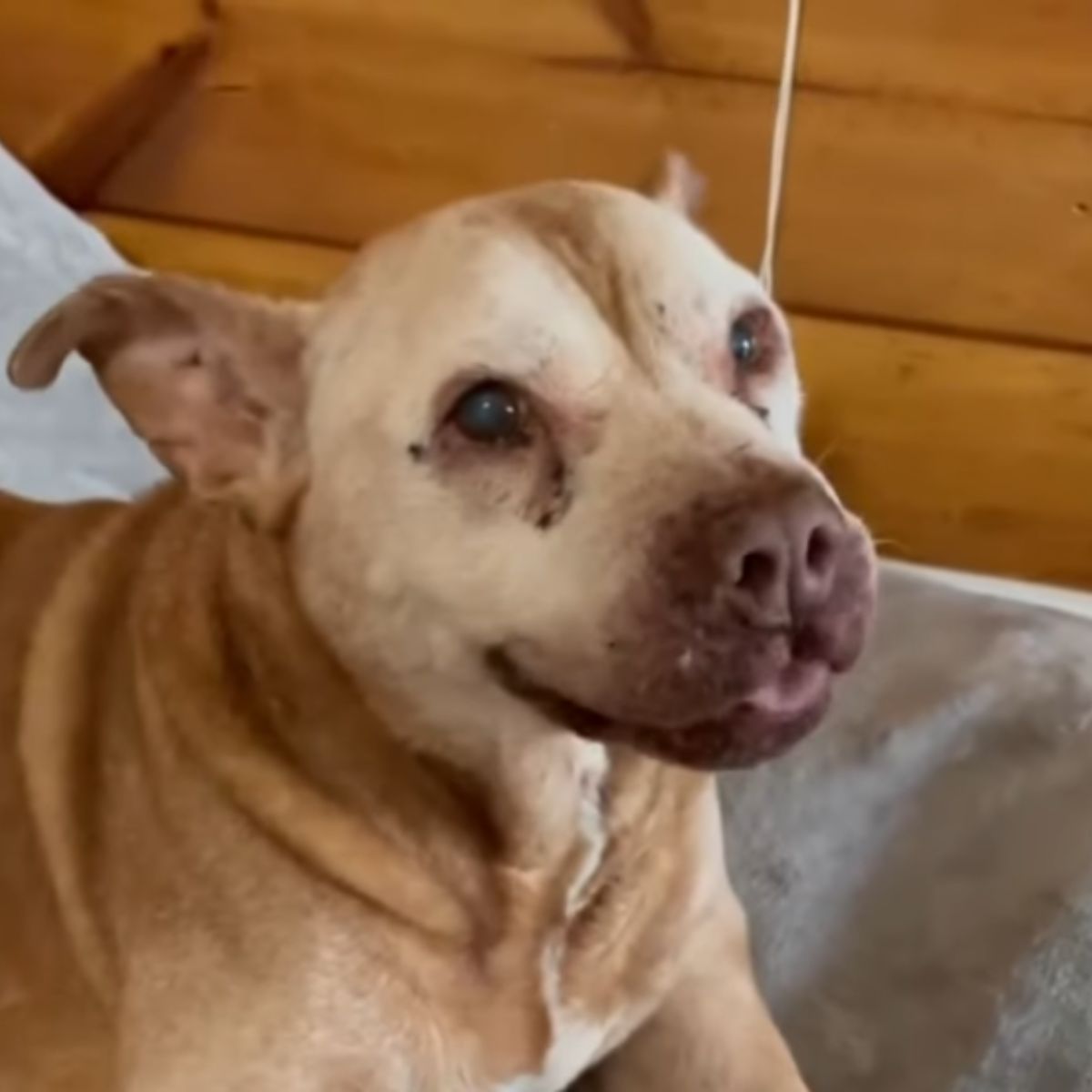 abandoned senior dog