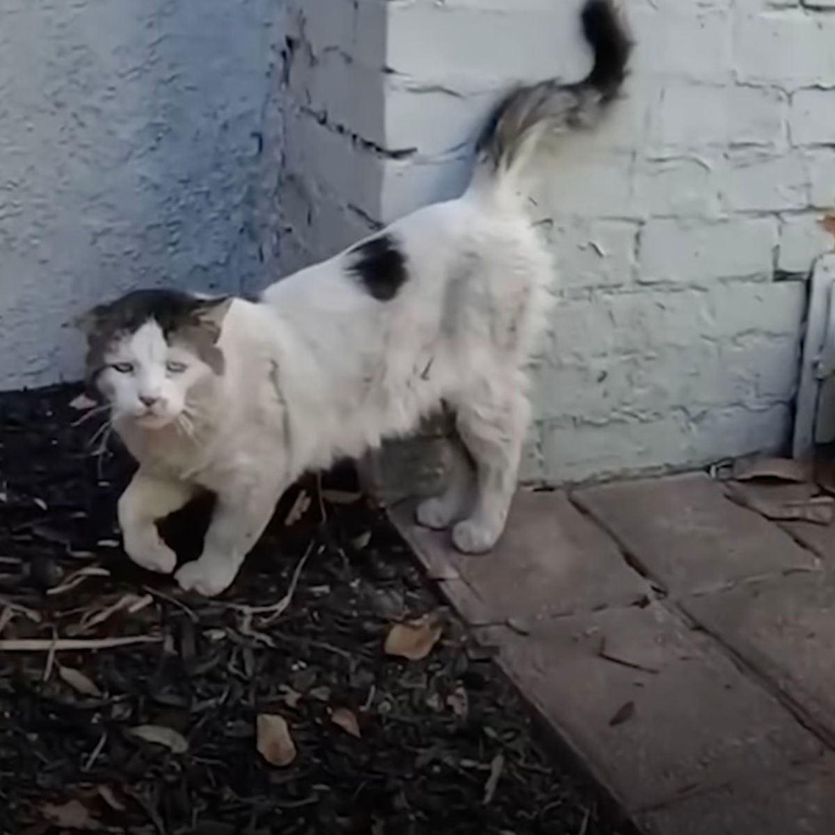 abandoned street cat