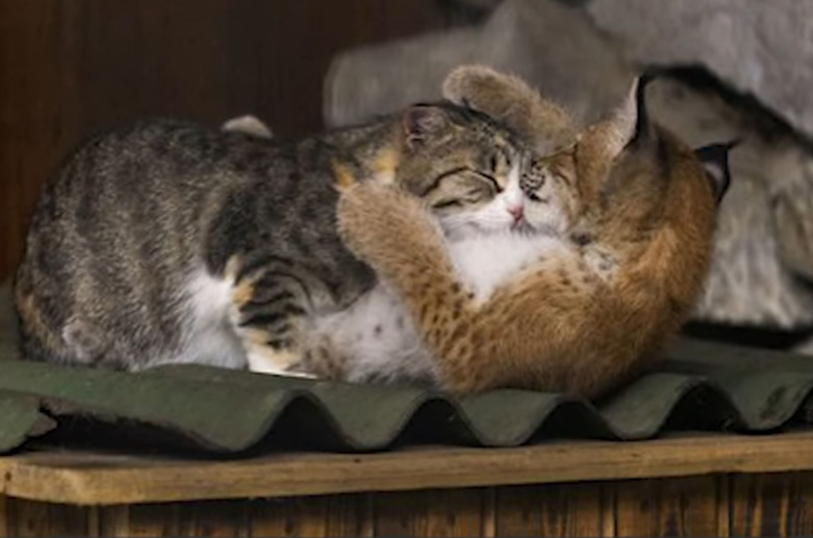 adopted baby lynx and domestic cat cuddle