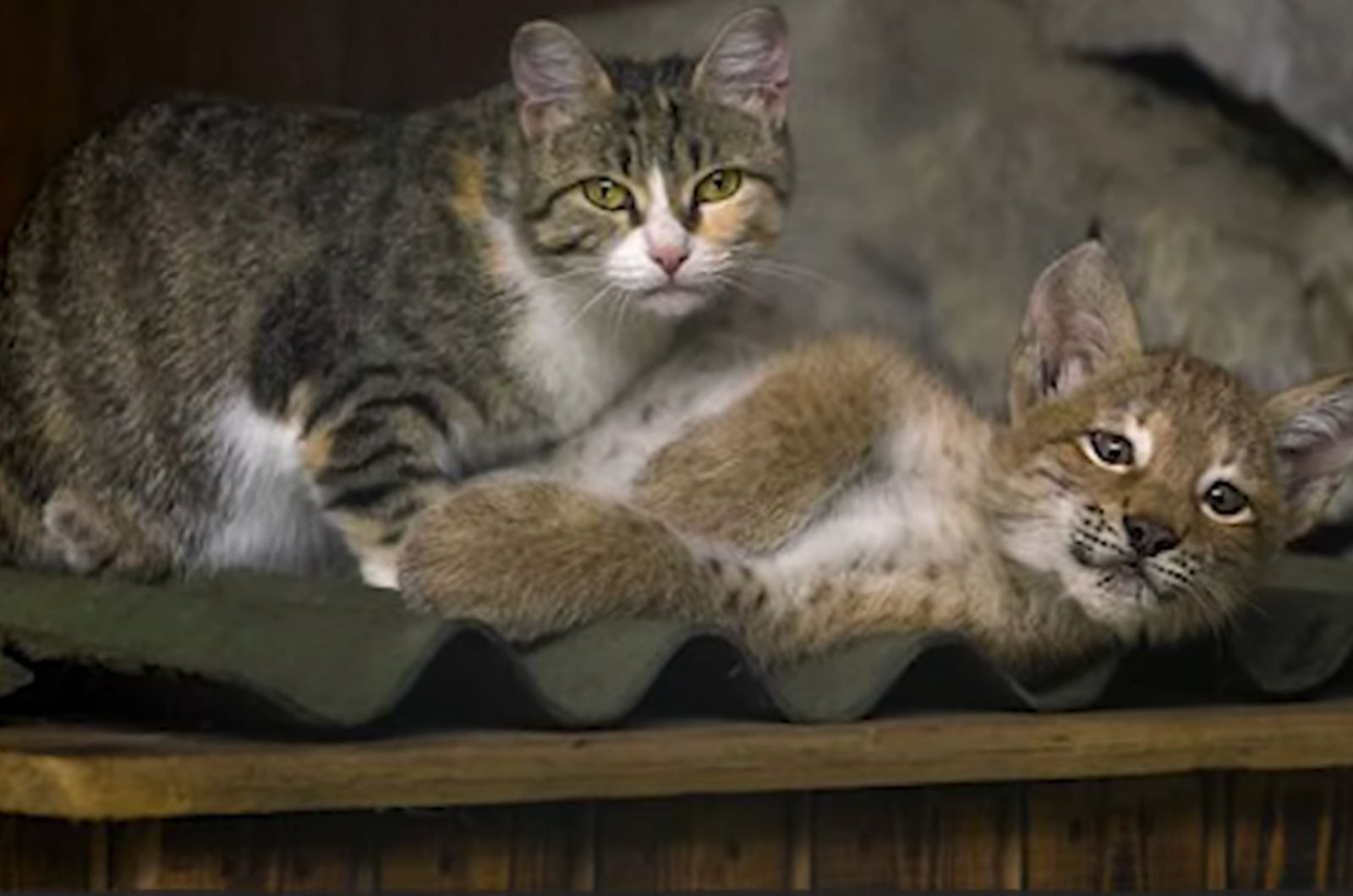 adopted baby lynx and domestic cat enjoy