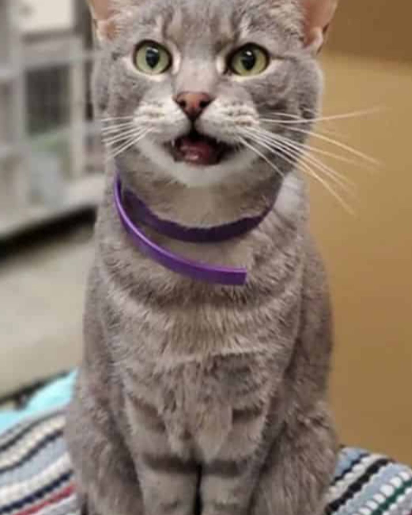 adopted cat