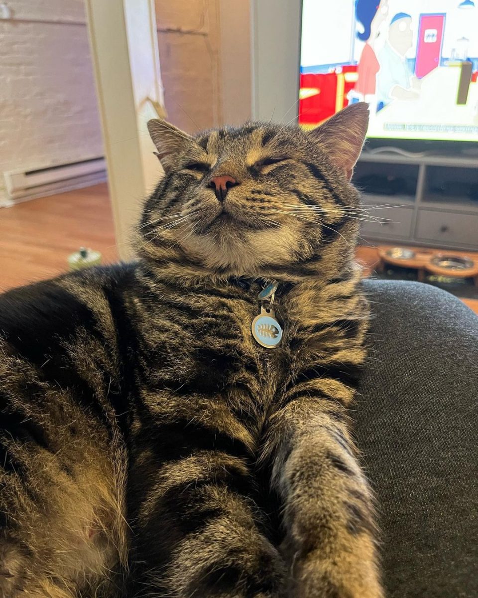 adopted cat