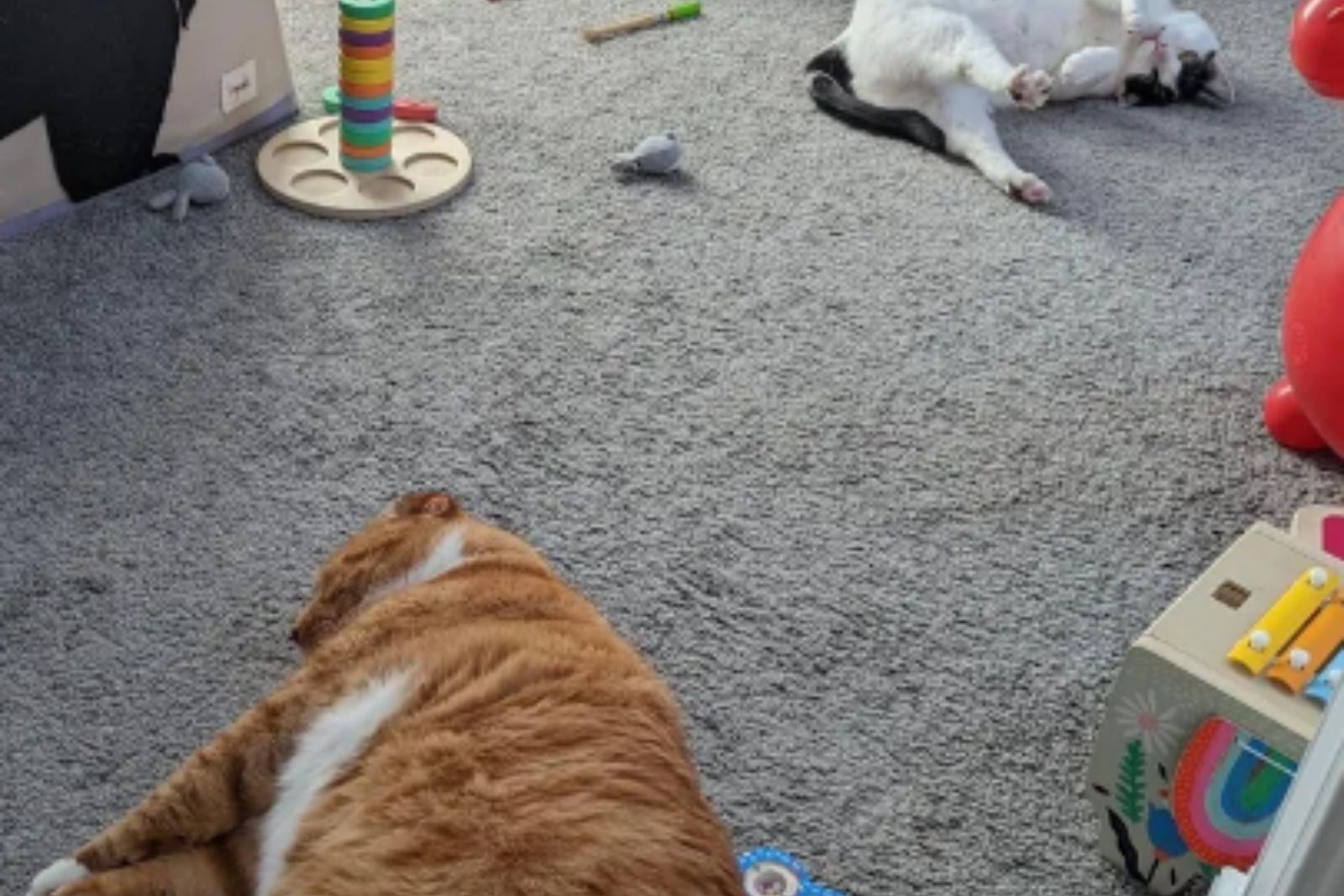 adopted cat in the house