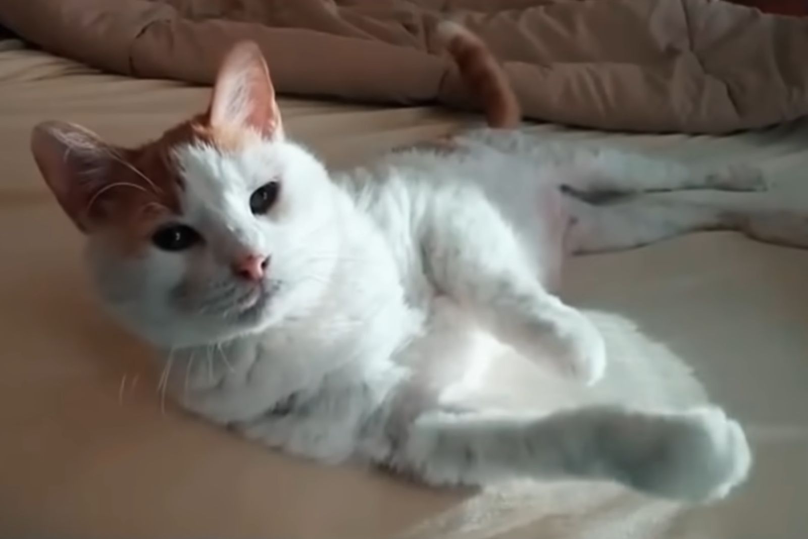 adopted cat