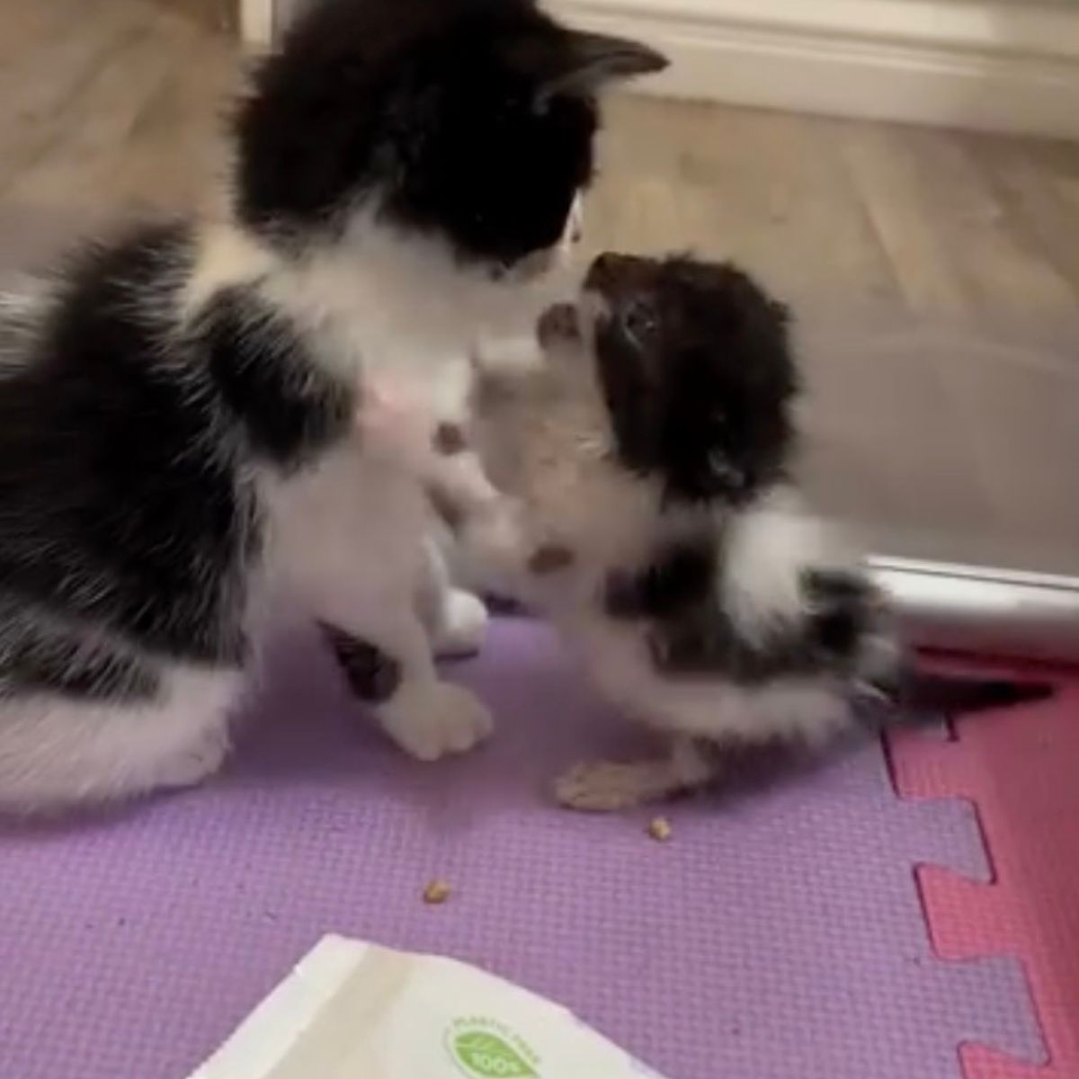 adorable cats