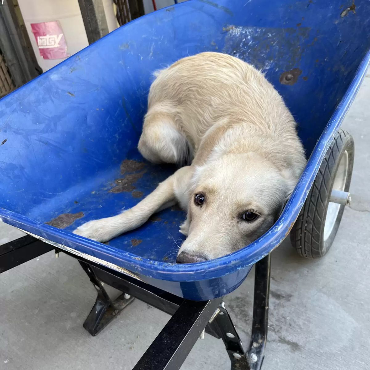 adorable dog lying in wheelbarrow