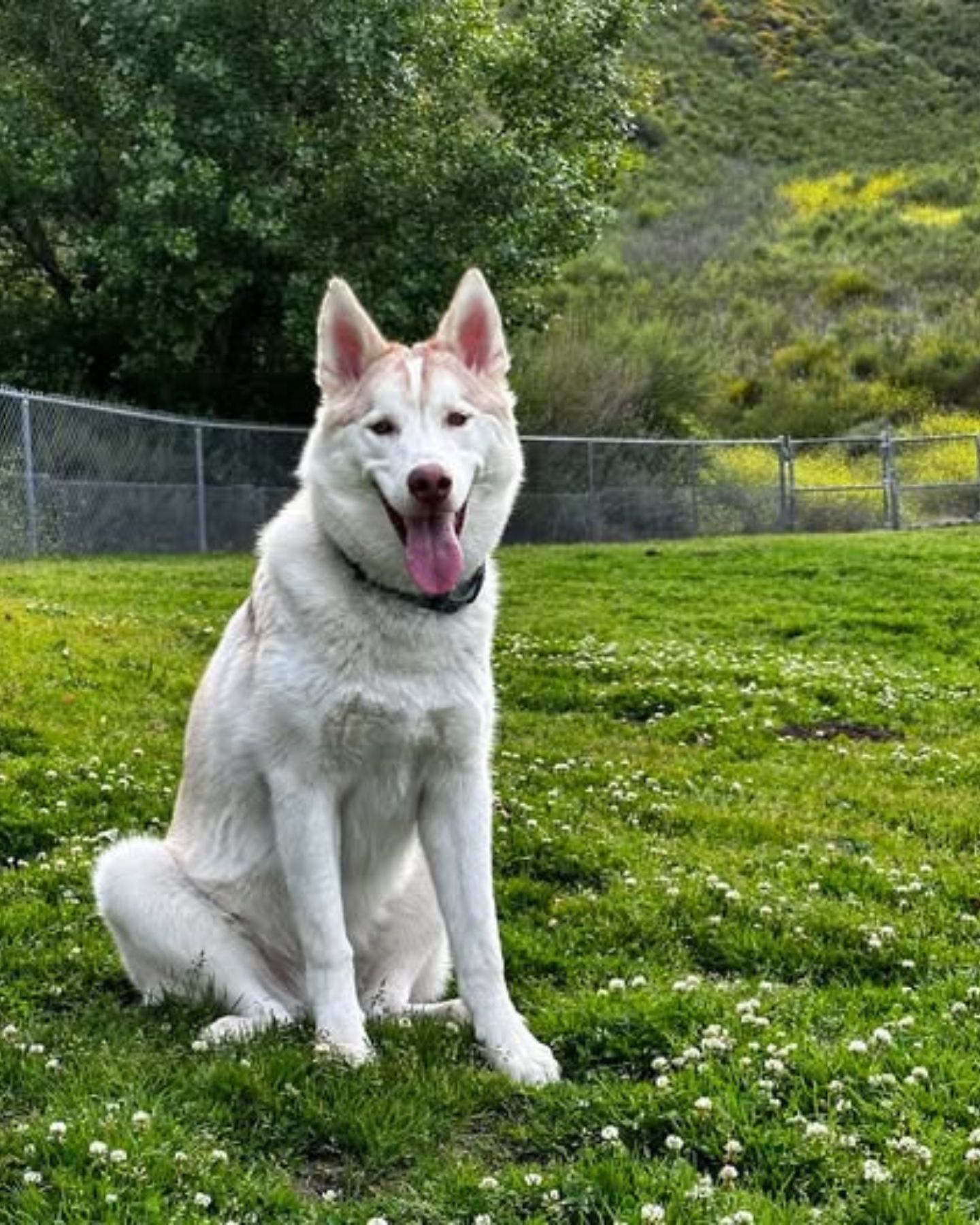 adorable husky