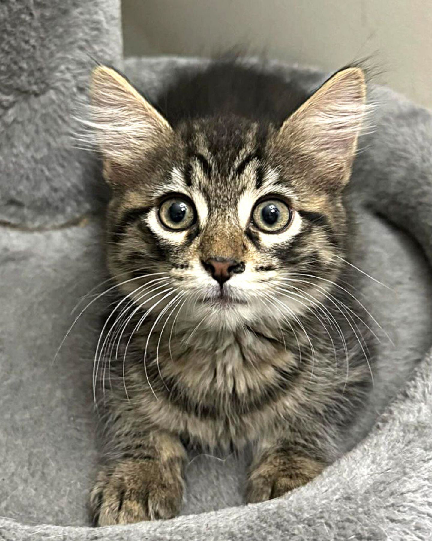 adorable kitten