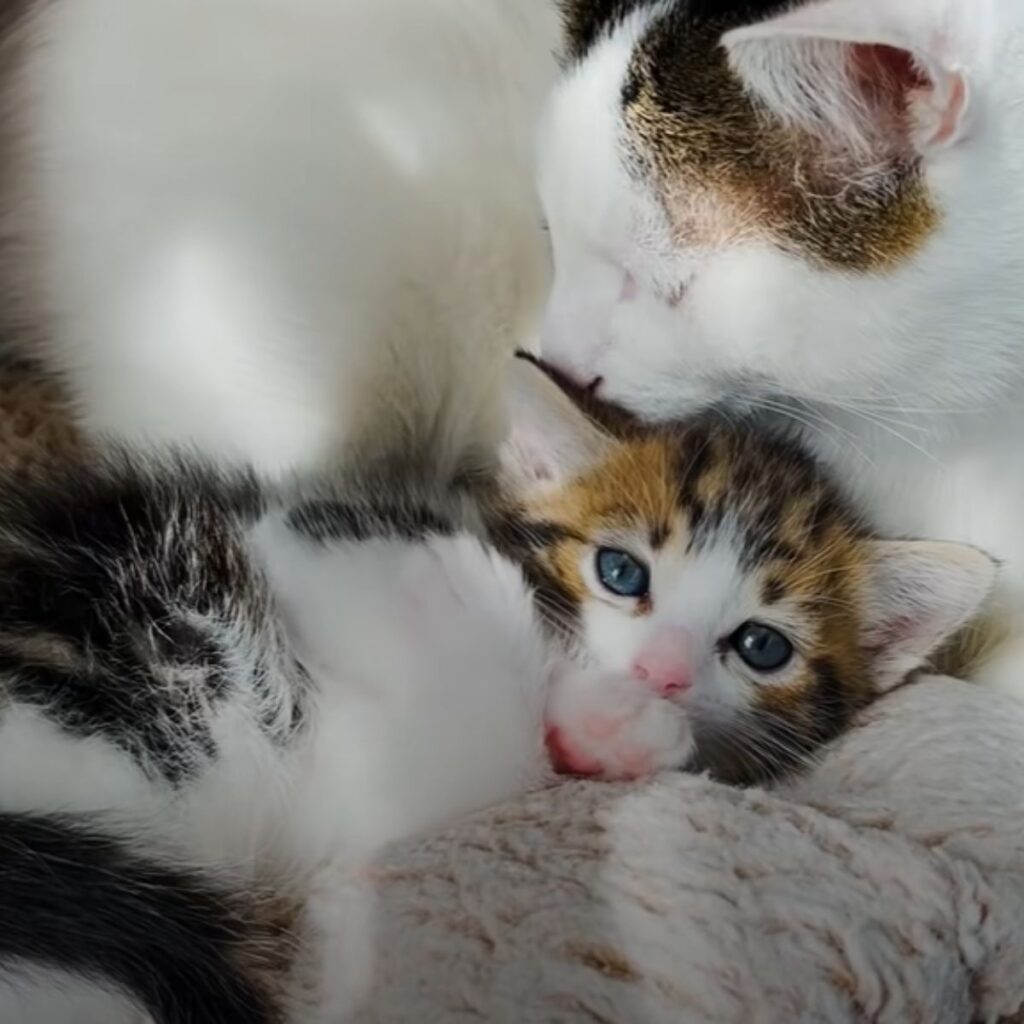adorable kitten and a cat