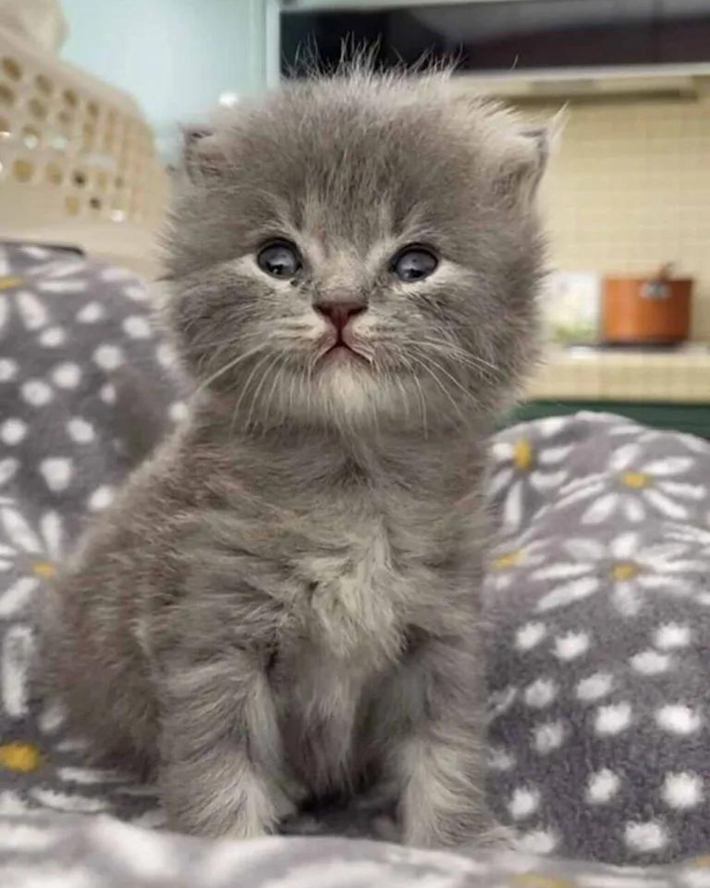 adorable kitten cat