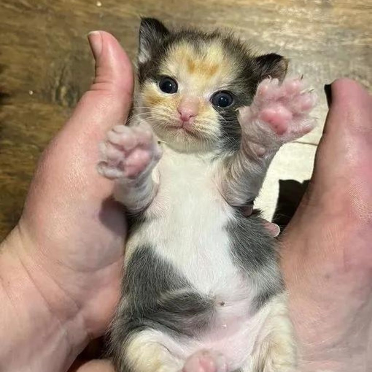 adorable kitten in person's palm