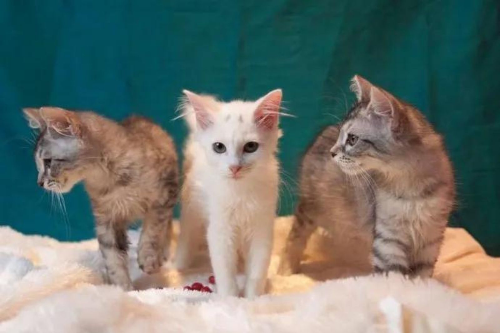 adorable kittens