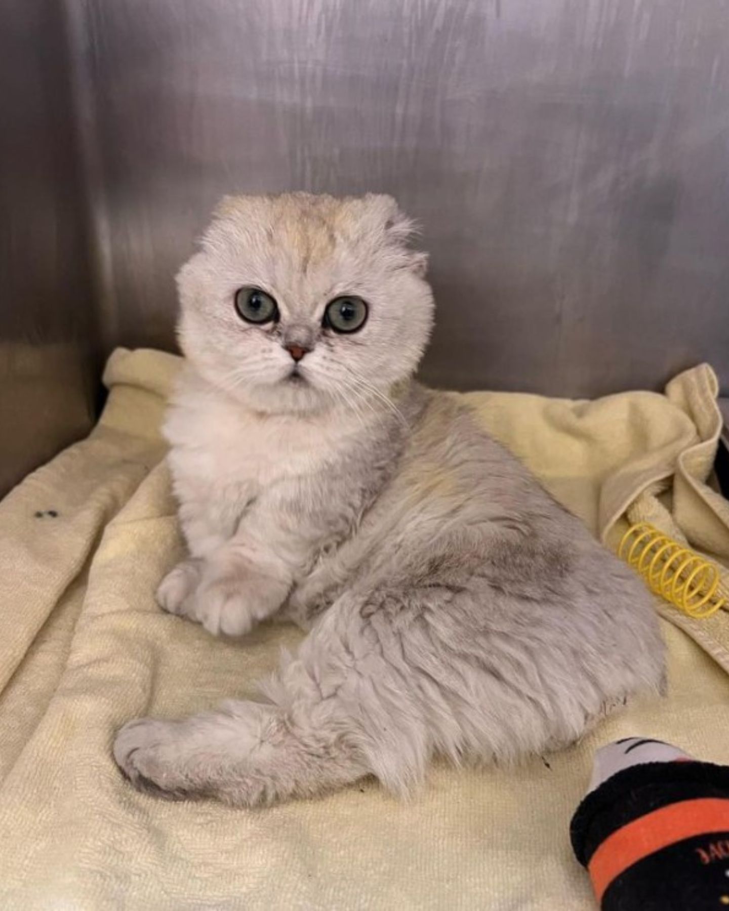 adorable kitty at the shelter