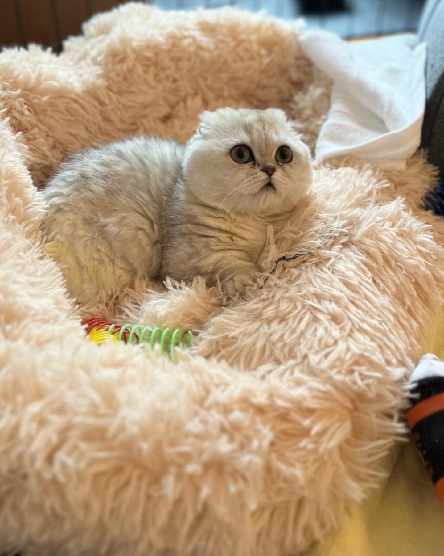 adorable kitty in cat bed