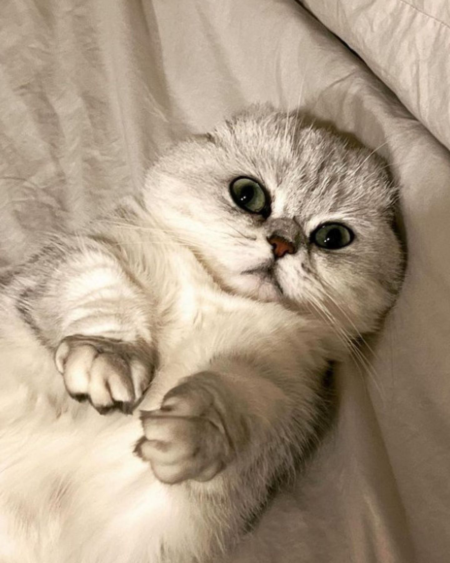 adorable kitty lying on the bed