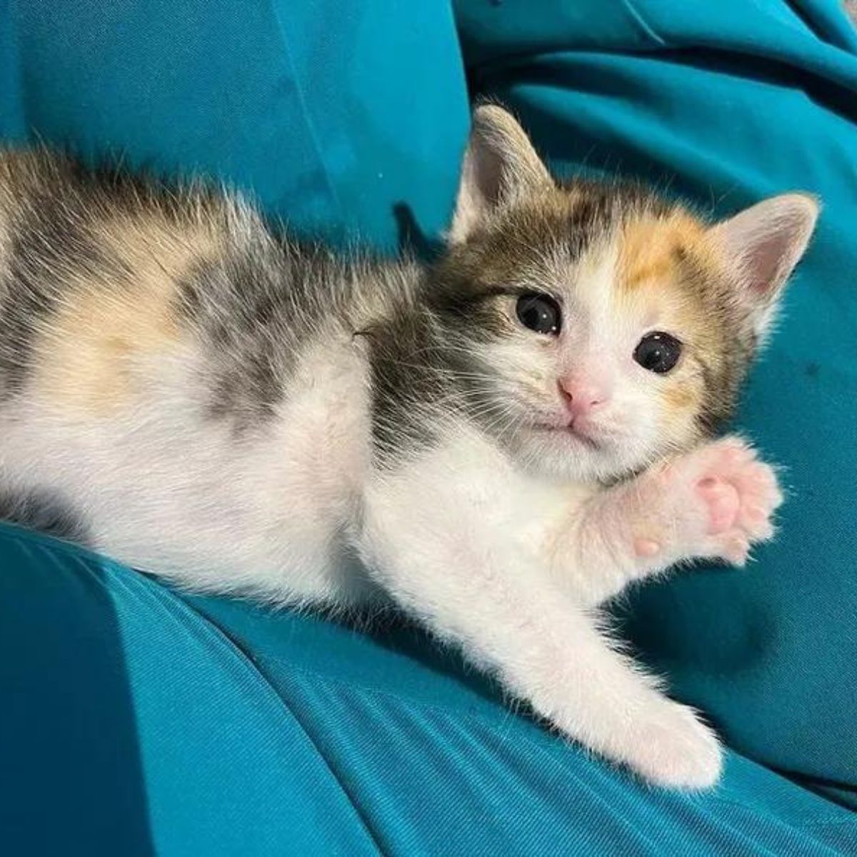 adorable little kitten