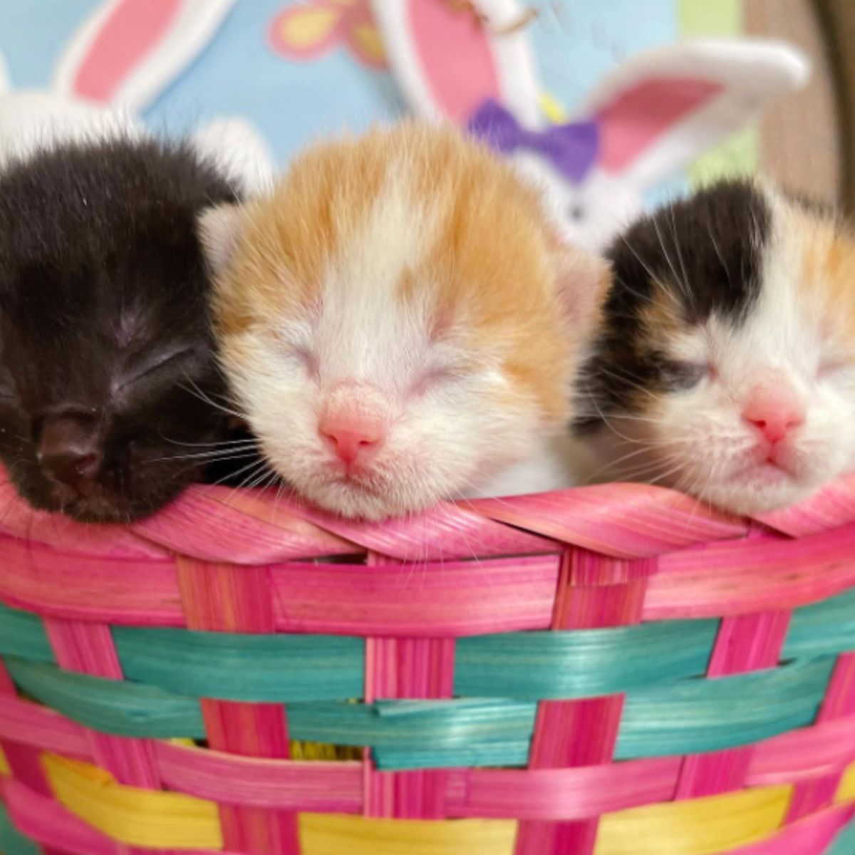 adorable little kittens