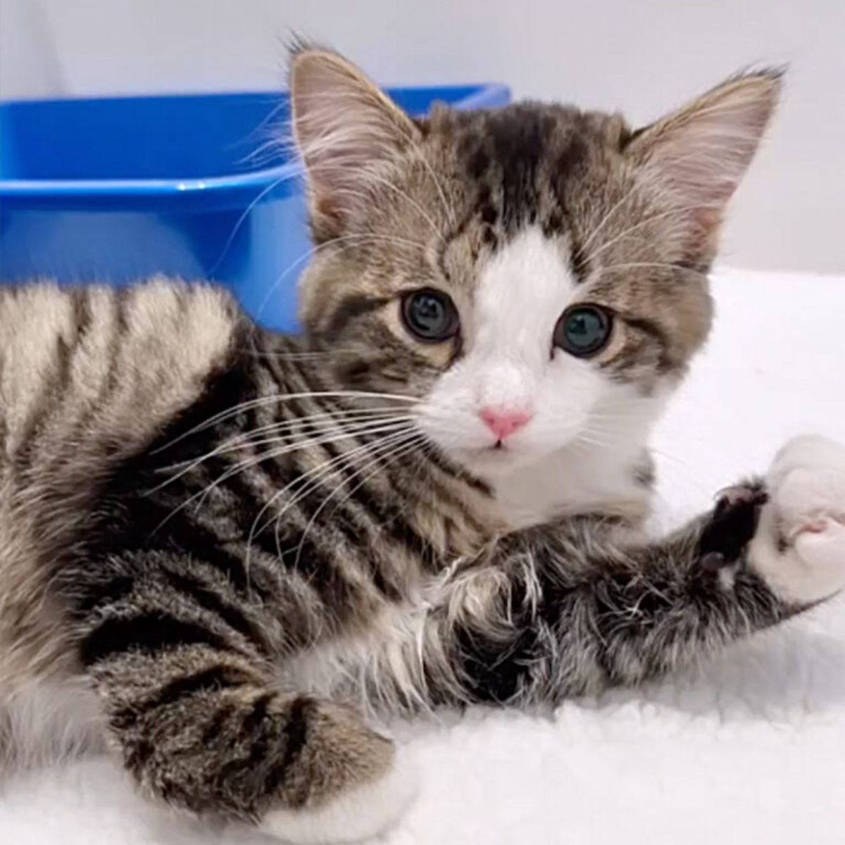 adorable little kitty