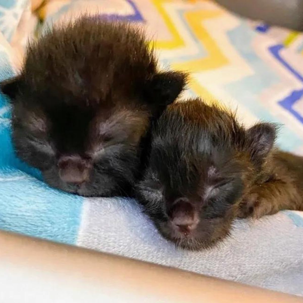 adorable newborn kittens
