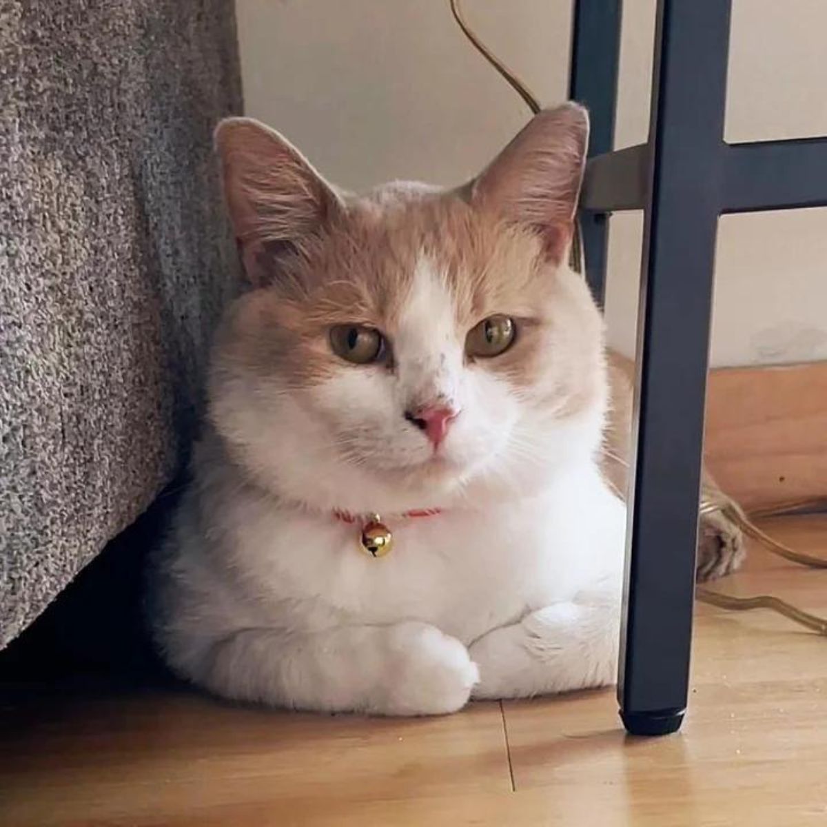 adorable orange and white cat