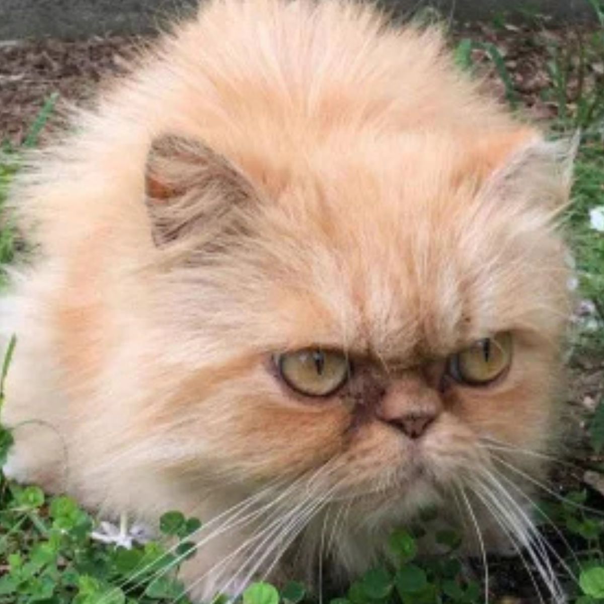 adorable persian angry cat
