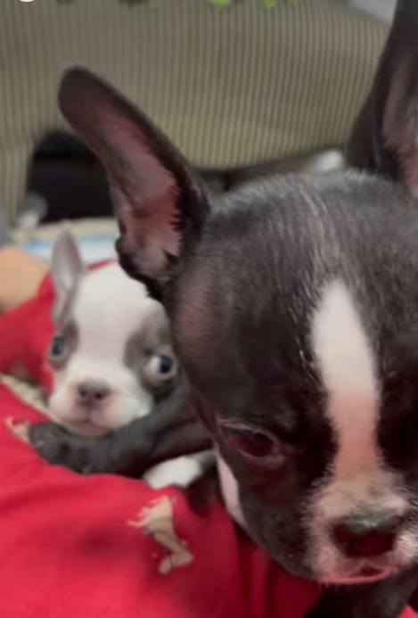 adorable puppies