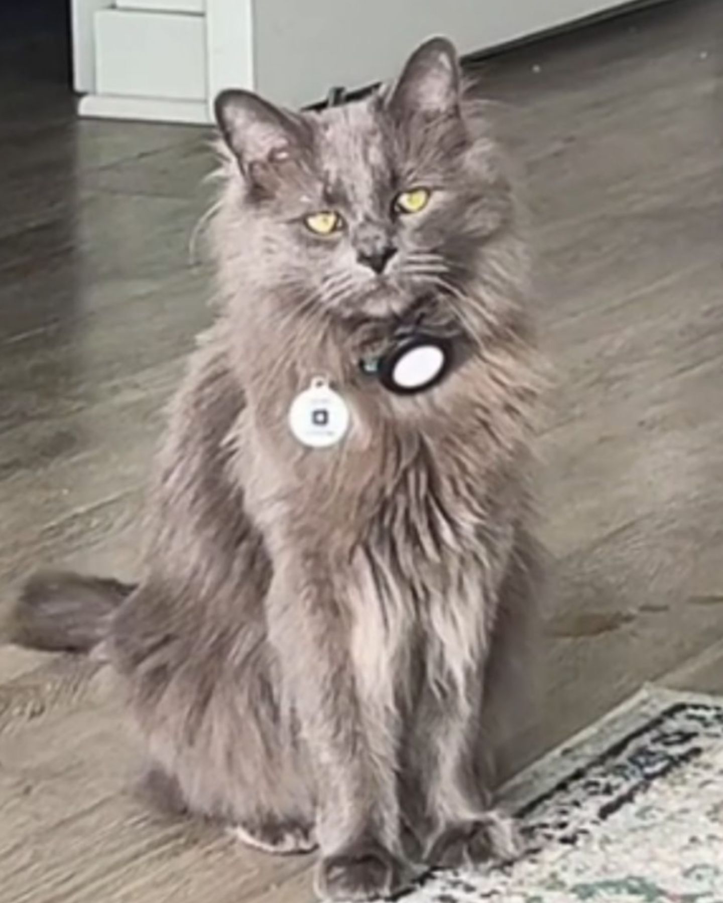 adorable senior cat