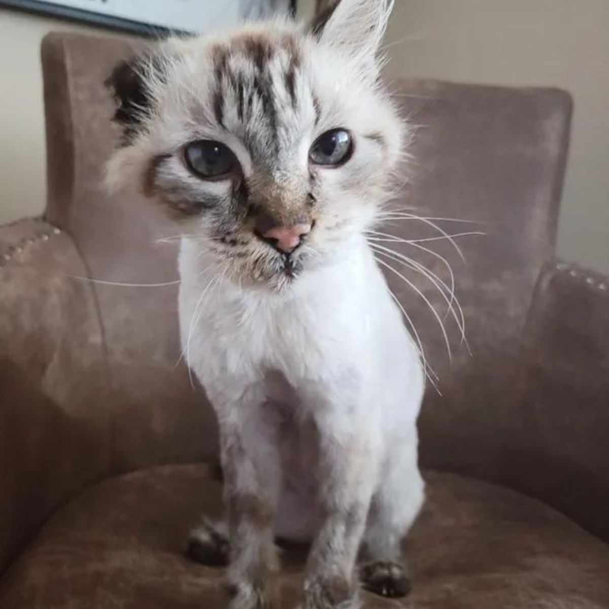 adorable tiny cat