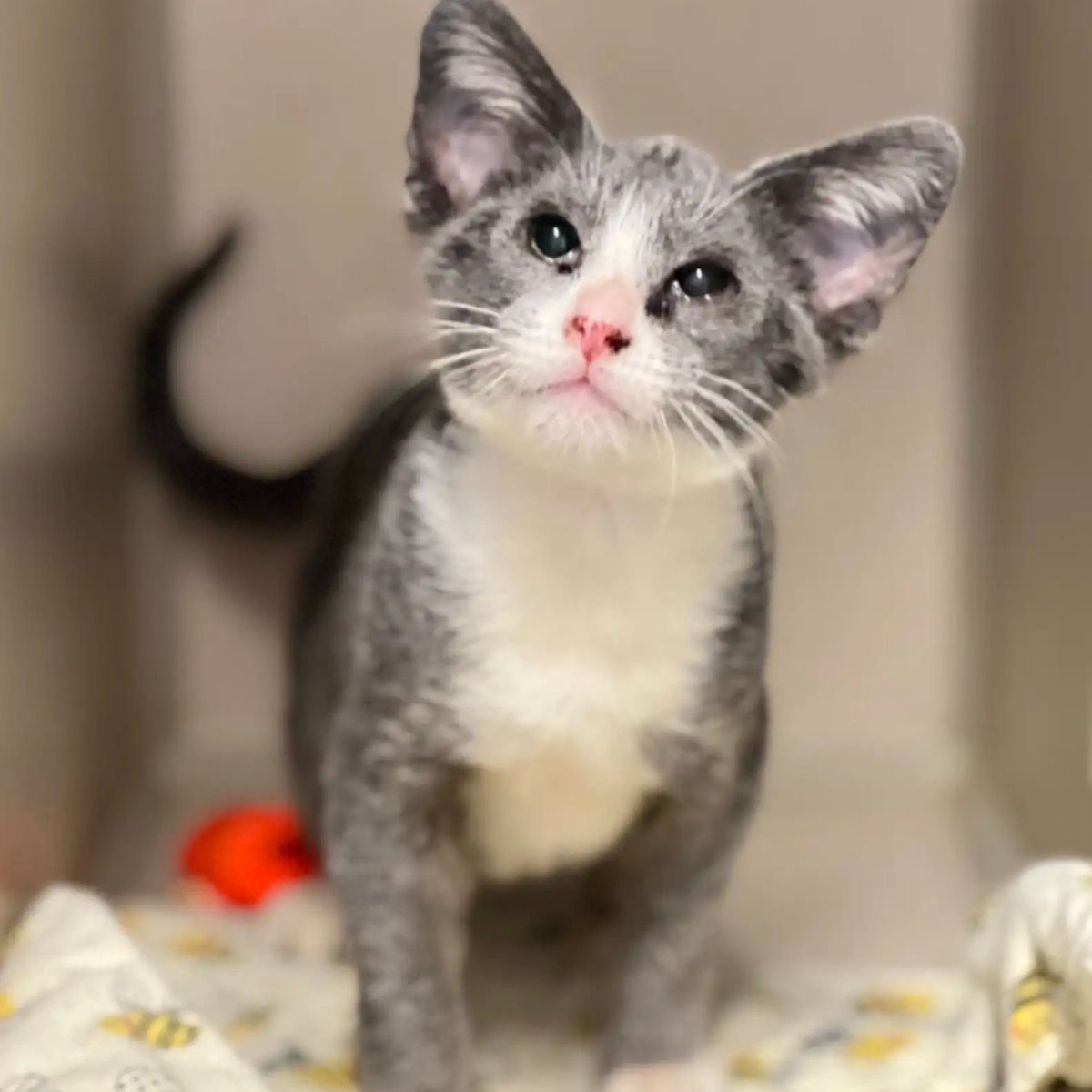 cute unusual cat