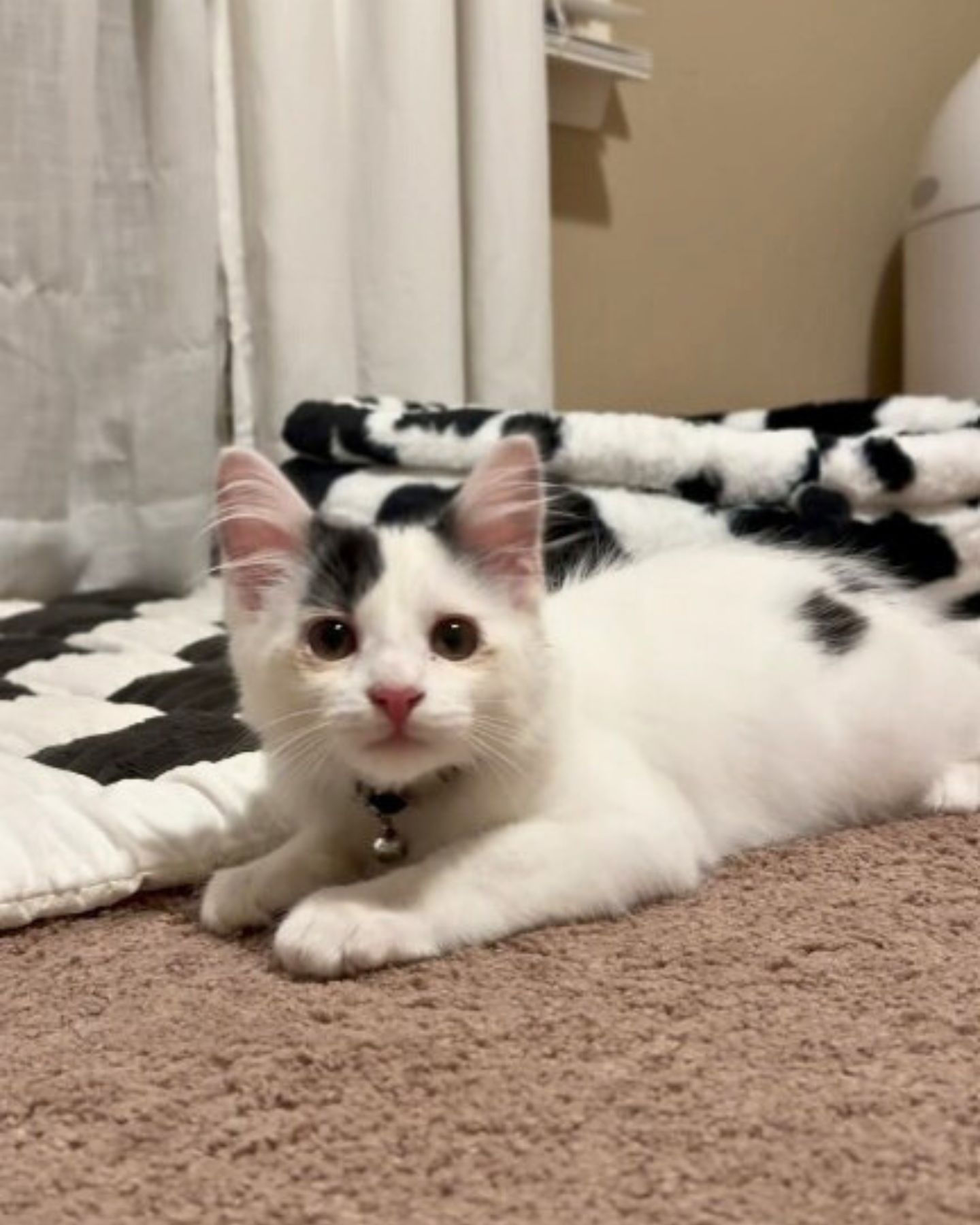 adorable white cat