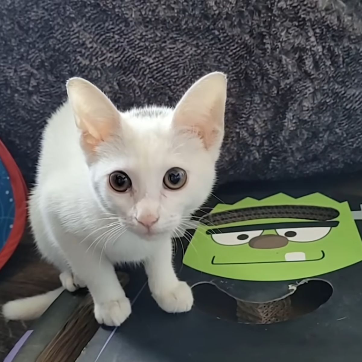 adorable white kitten