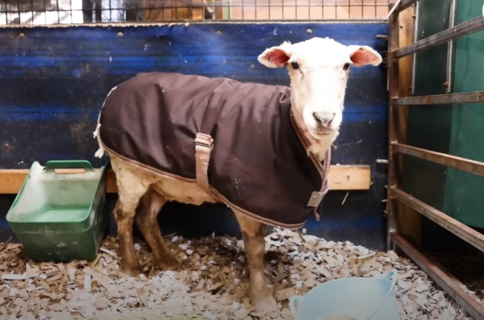 adorable white sheep