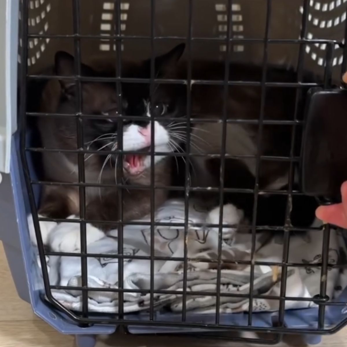 agressive cat in carrier