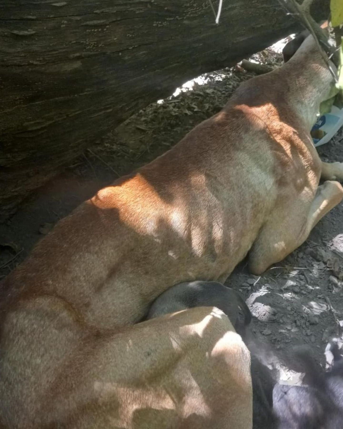 alone mom dog