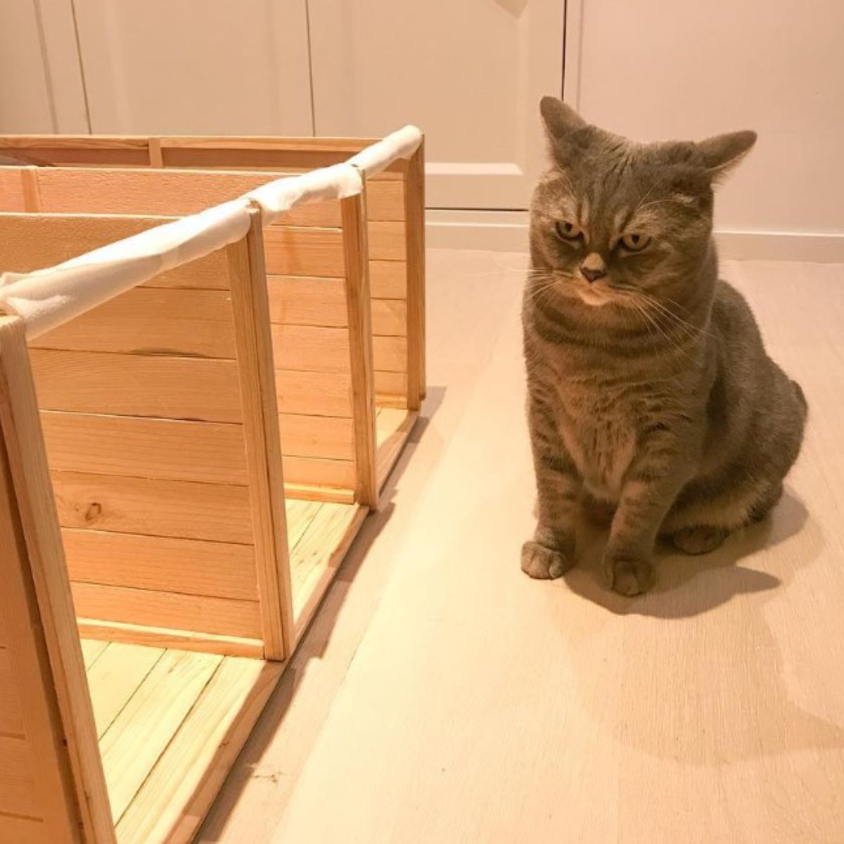 angry big cat