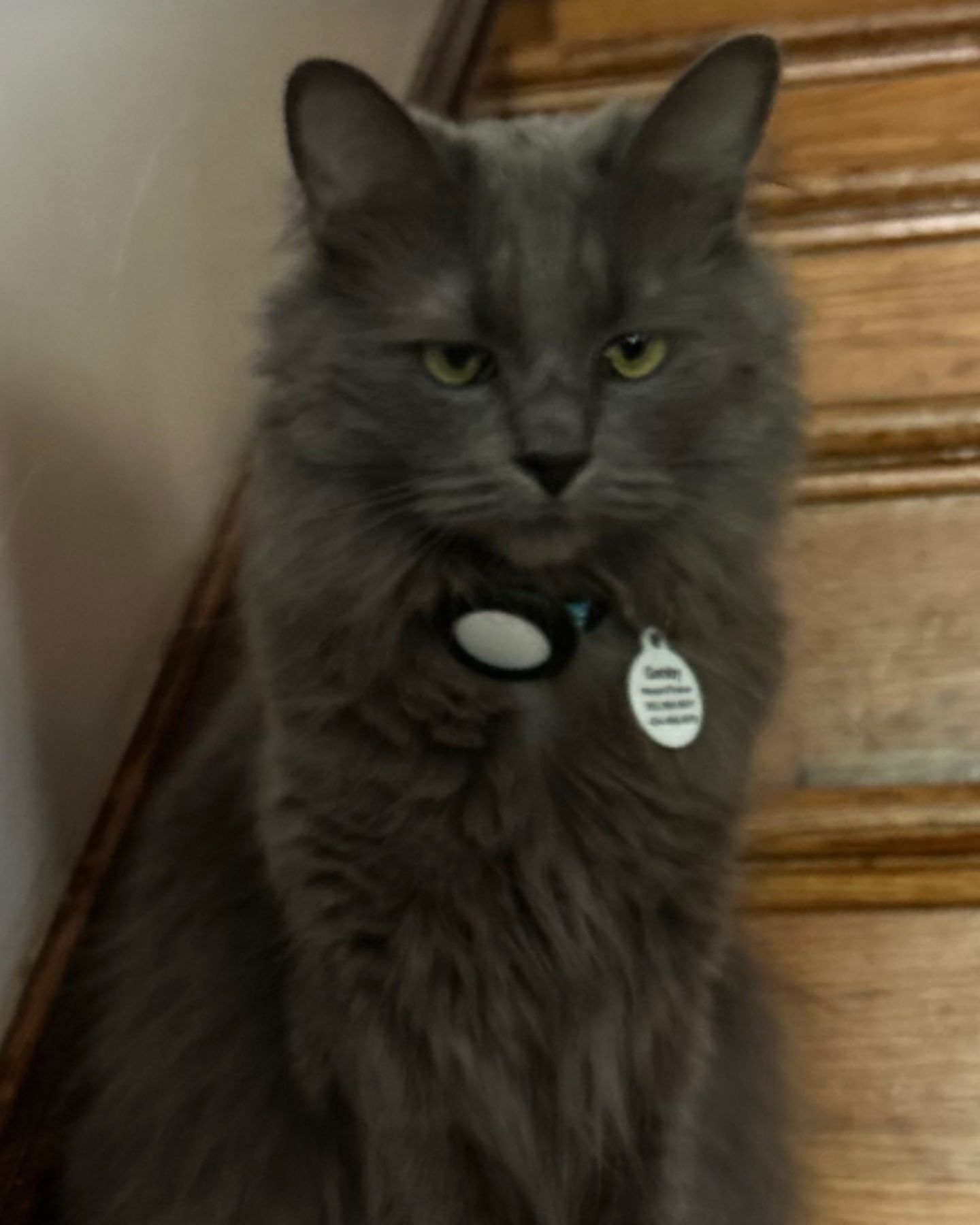 angry cat