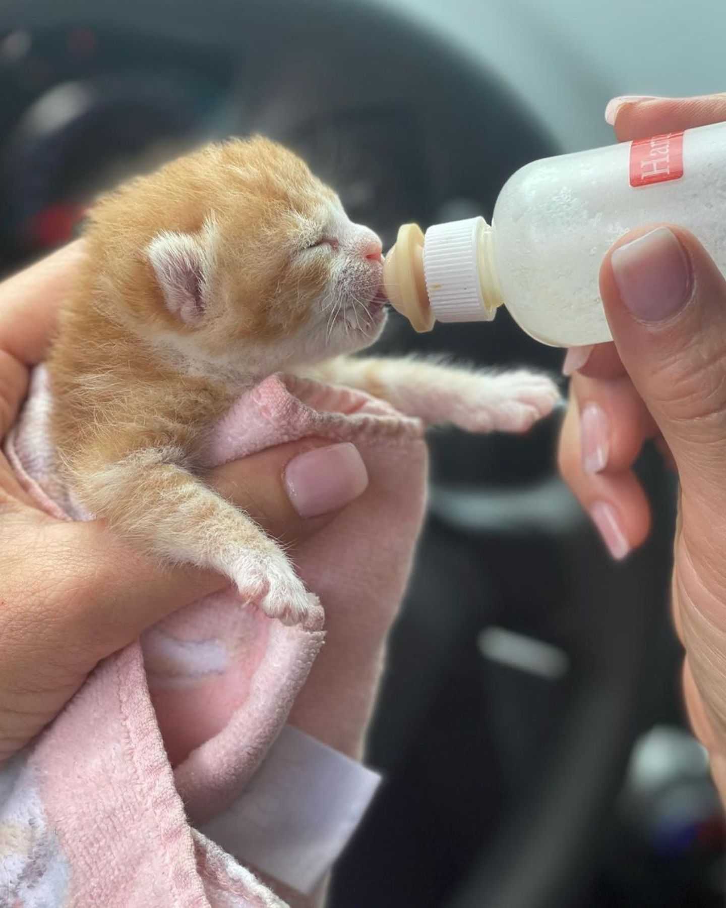 baby cat drinks milk from a bottle